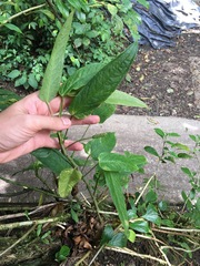 Anthurium microspadix