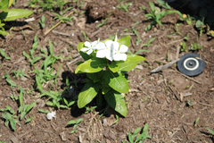 Catharanthus roseus