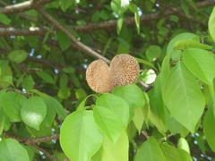 Aspidosperma pyrifolium