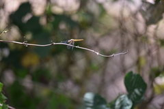 Erythrodiplax melanorubra