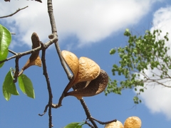 Aspidosperma pyrifolium