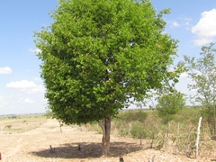 Aspidosperma pyrifolium