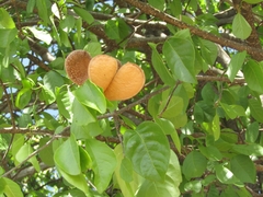 Aspidosperma pyrifolium