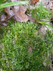 Plagiomnium rostratum