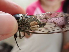 Epipomponia nawai