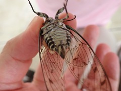 Epipomponia nawai