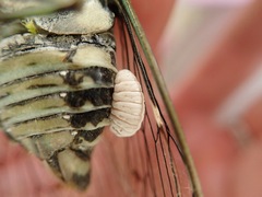 Epipomponia nawai