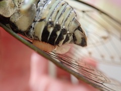 Epipomponia nawai