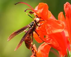 Polistes buyssoni