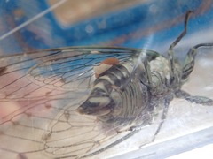 Epipomponia nawai