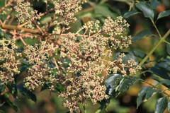 Aralia chinensis
