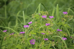 Geranium sylvaticum