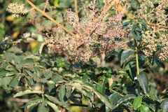 Aralia chinensis