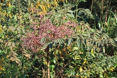 Aralia chinensis