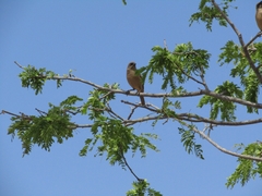 Agelaioides fringillarius