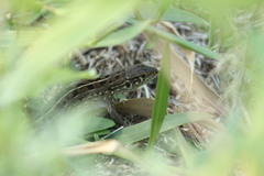 Lacerta agilis