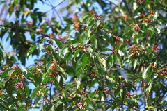 Ilex chinensis