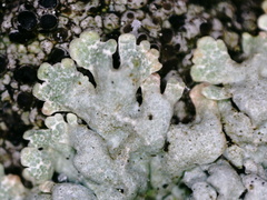 Arctoparmelia centrifuga