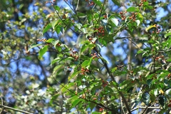 Ilex chinensis