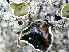 Arctoparmelia centrifuga