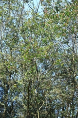 Ilex chinensis