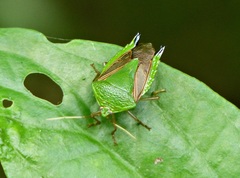 Pygoda polita