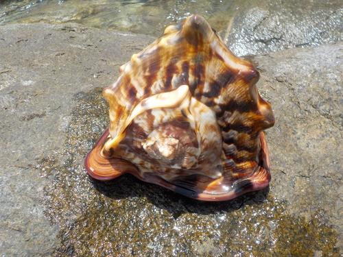 King Helmet Snail