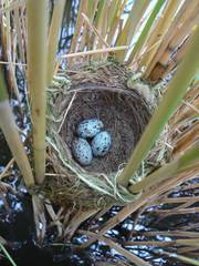 Acrocephalus arundinaceus