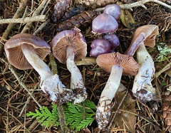 Cortinarius substriatus