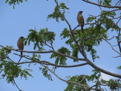 Agelaioides fringillarius