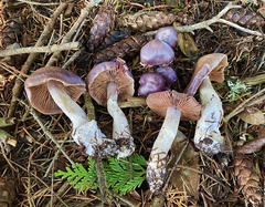 Cortinarius substriatus