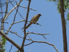 Agelaioides fringillarius