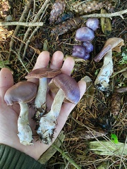 Cortinarius substriatus