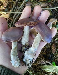 Cortinarius substriatus