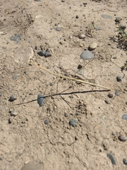 Carphoproscopia lancea