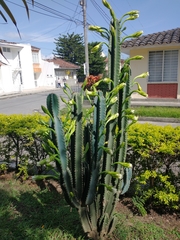 Cereus