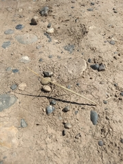 Carphoproscopia lancea