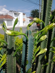 Cereus