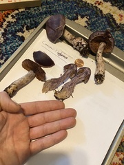 Cortinarius substriatus