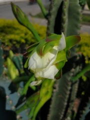 Cereus