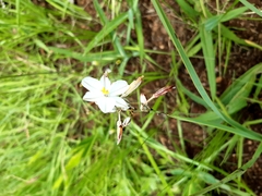 Chlorophytum cooperi