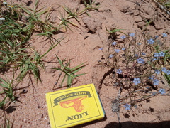 Wahlenbergia paniculata