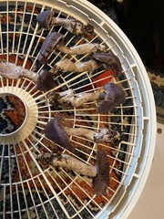 Cortinarius substriatus