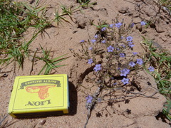 Wahlenbergia paniculata