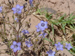 Wahlenbergia paniculata