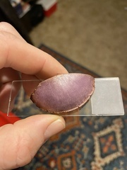 Cortinarius substriatus