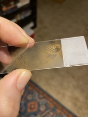 Cortinarius substriatus