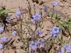 Wahlenbergia paniculata