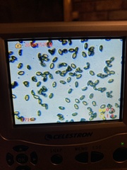 Cortinarius substriatus