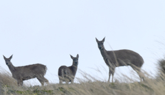 Odocoileus virginianus ustus